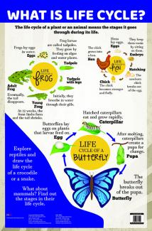 Charts What is life cycle?