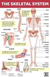 CHART SKELETAL SYSTEM